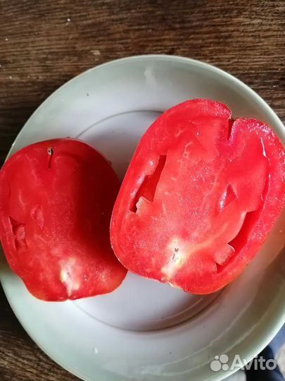 Рассада сортовых томатов