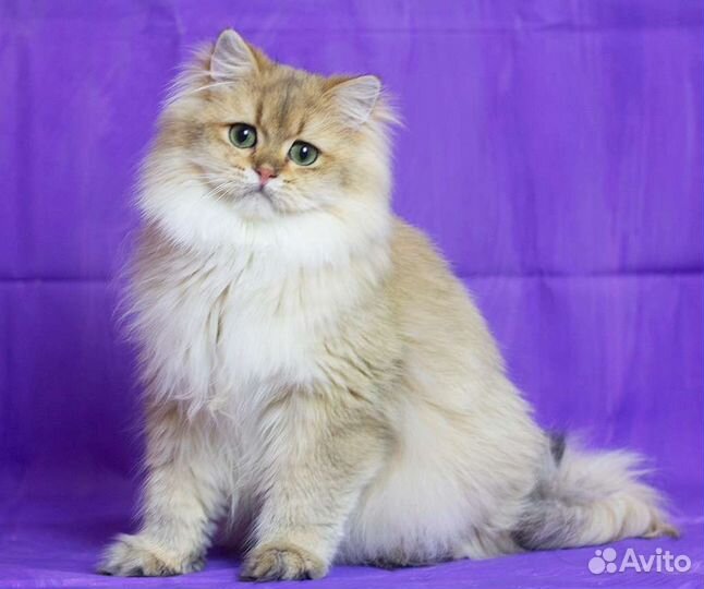 Британский длинношерстный котик