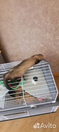 Хорек с клеткой