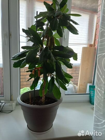 Эуфорбия (молочай беложильчатый)