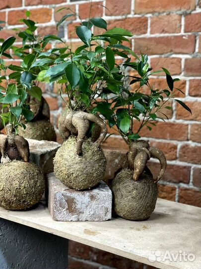 Интерьерные и сезонные композиции