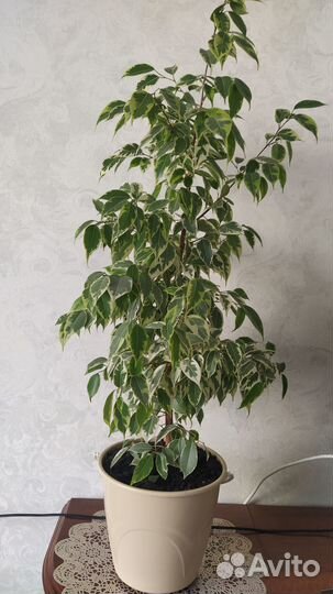 Фикус бенджамина