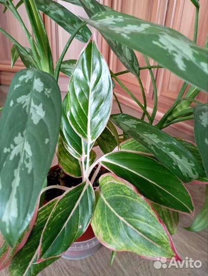 Комнатные растения