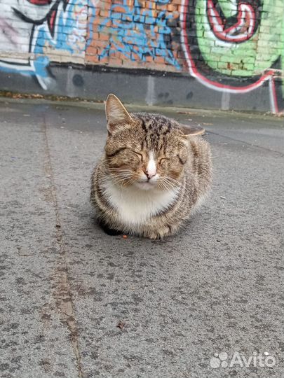 Коты бесплатно