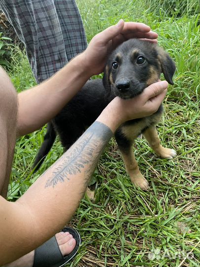 Щенок в добрые руки бесплатно девочка
