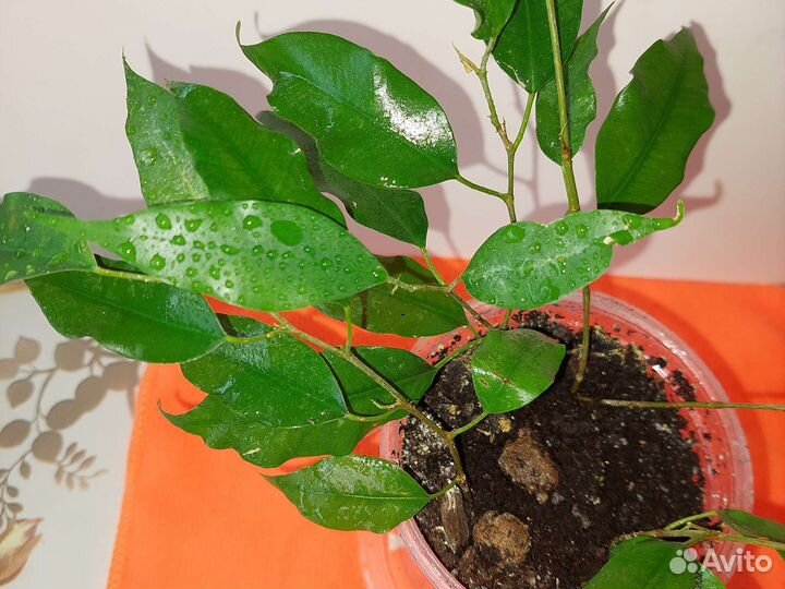 Фикус бенджамина