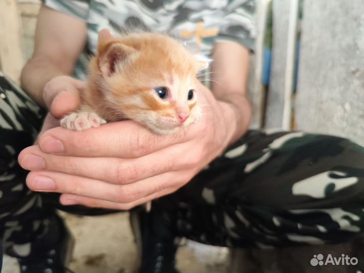 Рыжие котята мальчики в добрые руки