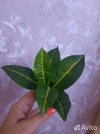 Кротон петра,фикусы