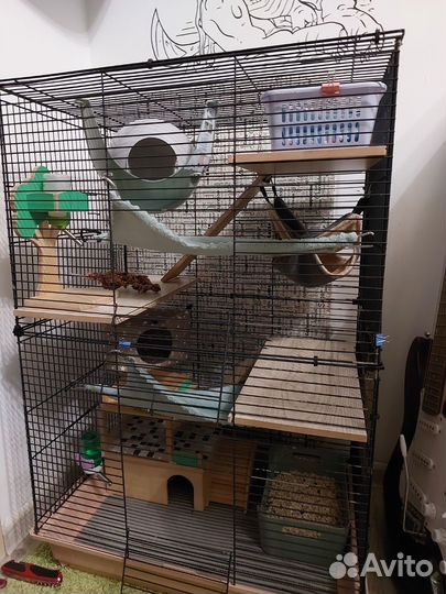 Передержка крыс, хомяков, морских свинок