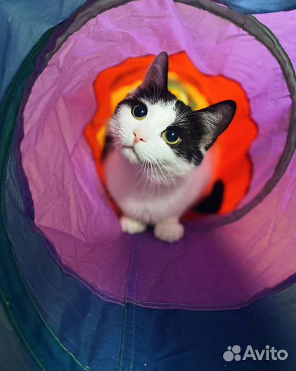 Кошка Ева в добрые руки