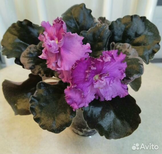 Сортовые фиалки