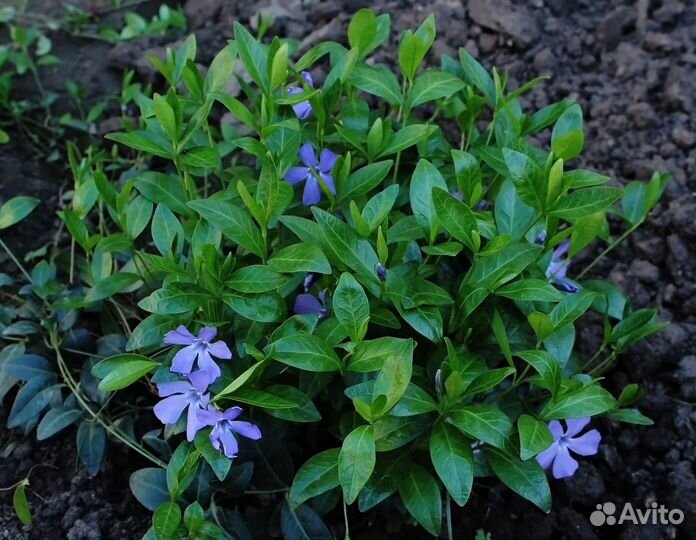 Барвинок малый