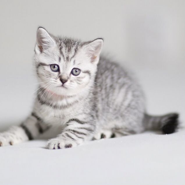 Шотландский прямоухий короткошёрстный котёнок