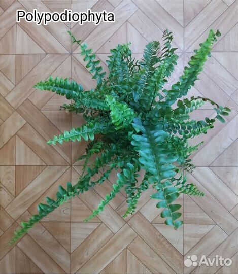 Папоротник