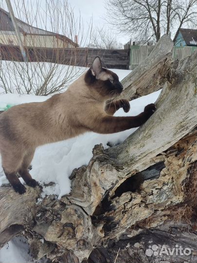 Вязка Тайский кот