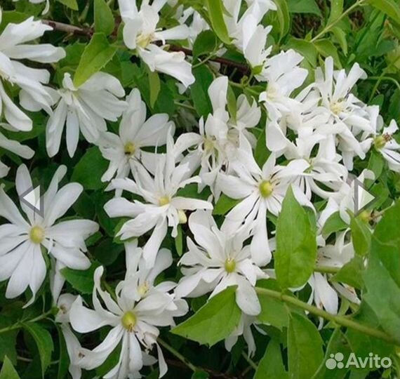 Дейция, чубушник венечный 