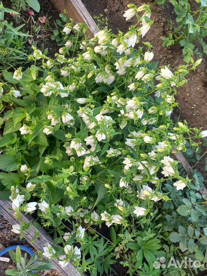 Многолетние садовые цветы