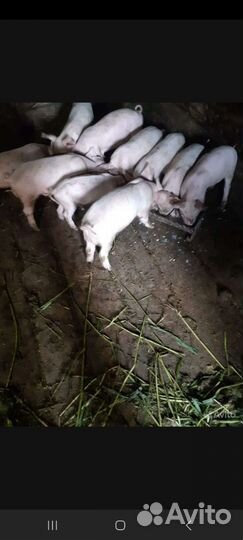 Поросята