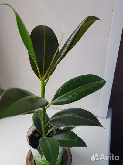 Фикус мелколистный эластика Робуста