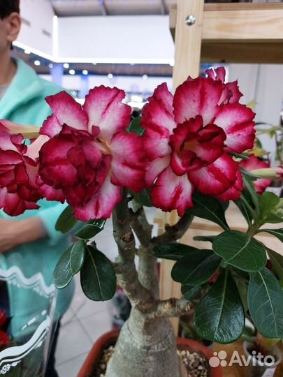Адениумы на выставке цветов в Краснодаре