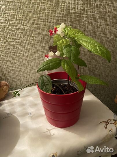 Клеродендрум томпсон