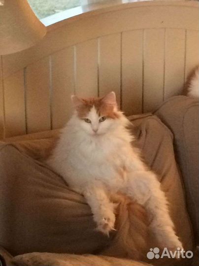 Турецкий Ван