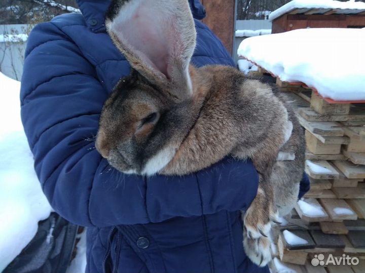 Продаются кролики мясных пород
