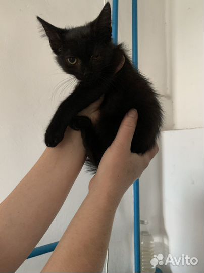 Котята в добрые руки мальчики