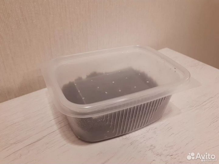 Гриндальский червь энхитреус для аквариума