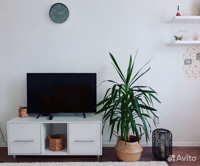 Пальма юкка