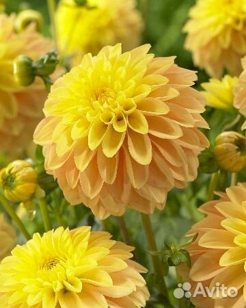 Хосты, многолетники