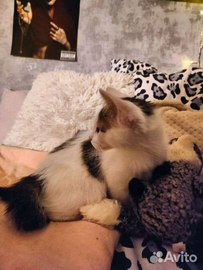 Котенок девочка