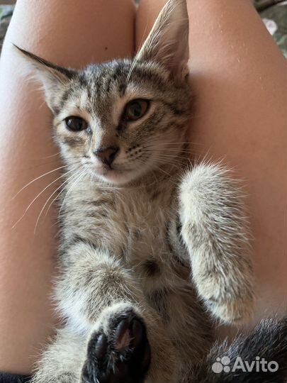 Домашний котенок