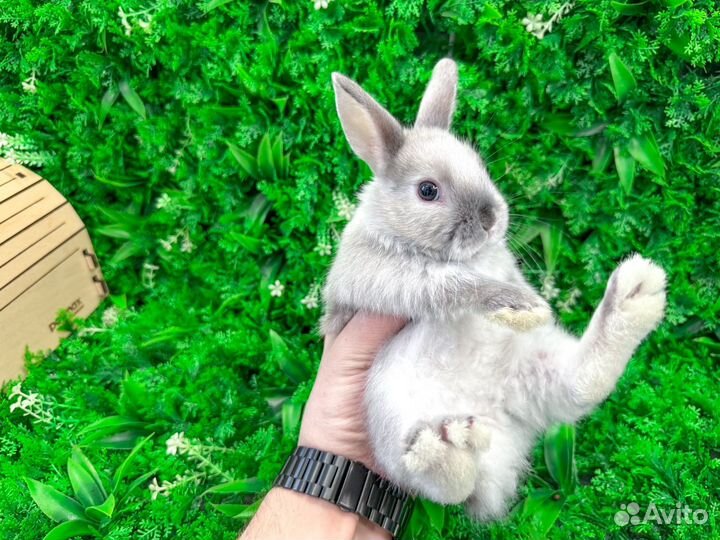 Мини карликовый кролик хотот и другие породы