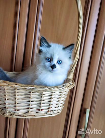 Котята рэгдолл