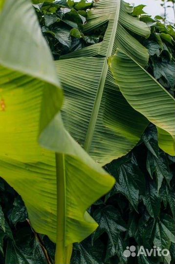 Банан растение