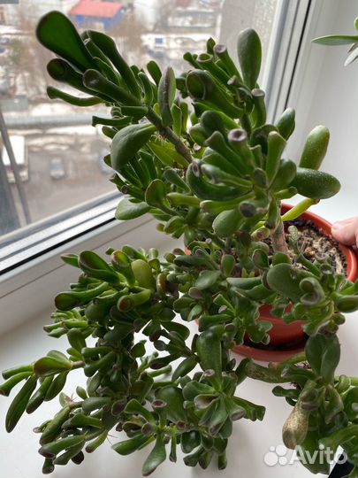 Крассула Оват Хоббит (Толстянка)