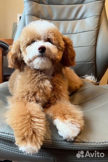 Плюшевые мальтипу