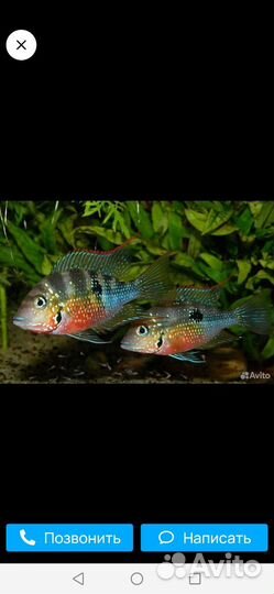 Цихлазома Элиота