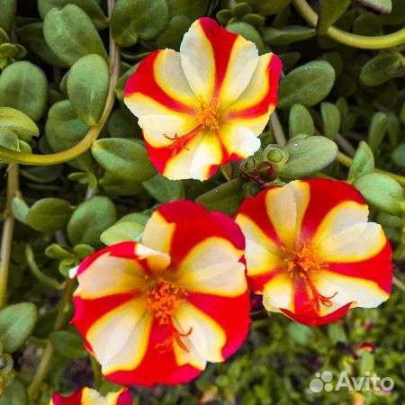 Портулак ампельный вегетативный