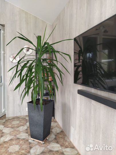 Комнатный цветок юкка