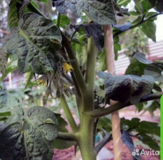 Колья для растений