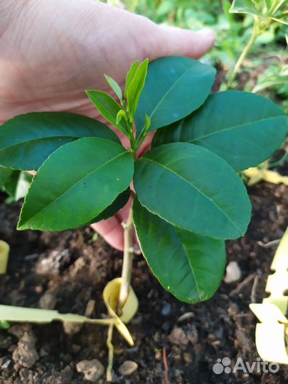 Лимон мейер