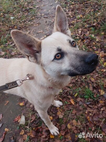 Собака Джонни в добрые руки