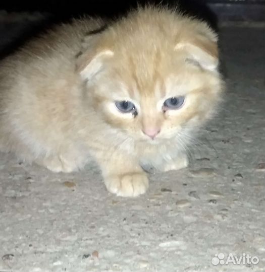 Котята бесплатно