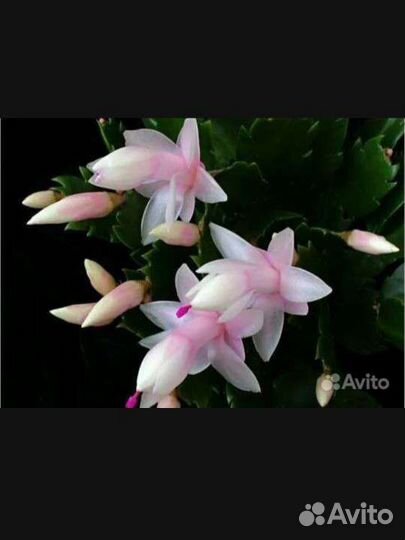 Декабрист бело-розовый