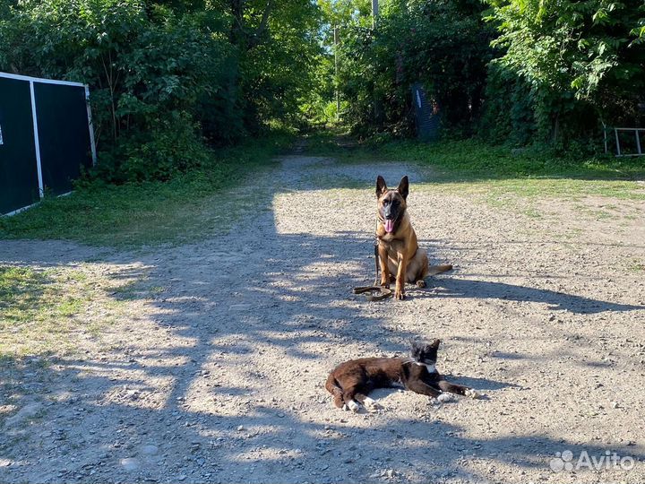Дрессировка собак с передержкой