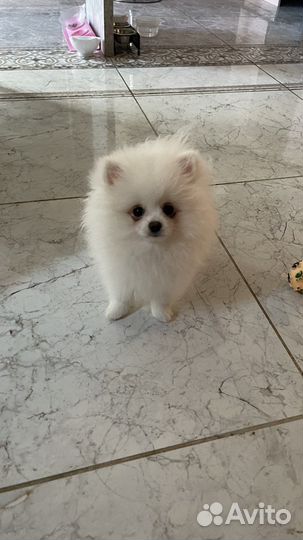 Померанский шпиц мини