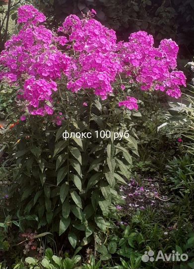 Многолетники для сада цветы