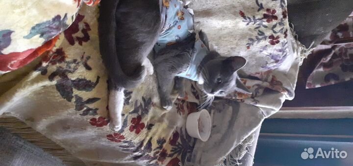 Кошки в добрые руки